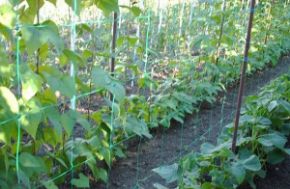 Poza pentru categoria Plasa Sustinere Plante