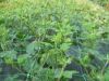Poza cu Plasa sustinere plante