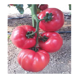 Rasaduri de Rosii roz Gusto Pink F1 ( varianta imbunatatita Pink Rock )