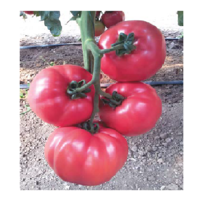 Rasaduri de Rosii roz Gusto Pink F1 ( varianta imbunatatita Pink Rock )