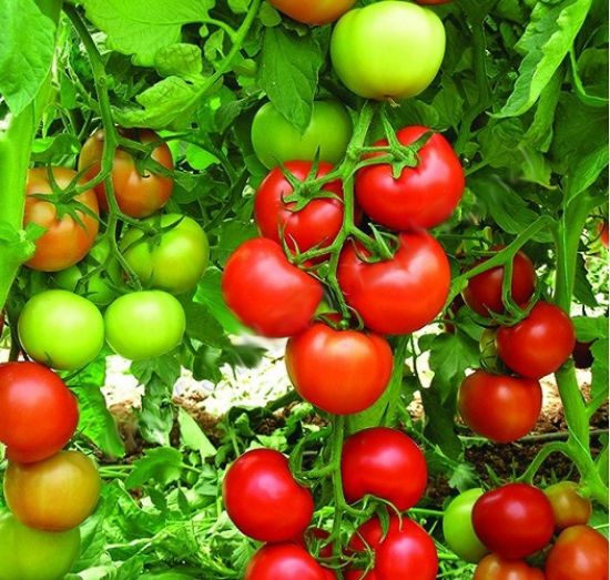 Poza cu Rasaduri de rosii Antalya F1 ( hibridul imbunatatit )