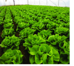 Rasaduri de Salata Verde Shangore F1