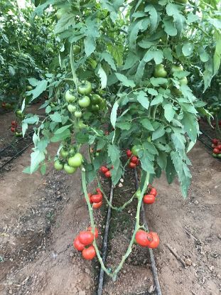 Rasaduri de rosii Antalya F1 ( hibridul imbunatatit )