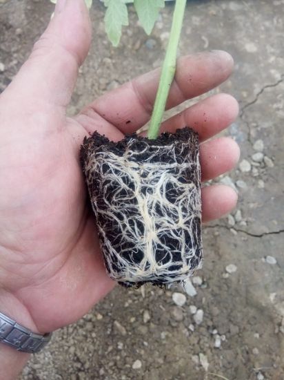 Poza cu Rasaduri de rosii negre Sacher F1