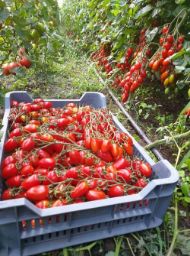 Poza cu Rasaduri de rosii cherry Nicoleta F1