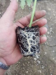 Rasaduri de rosii " Rosie de gradina roz "