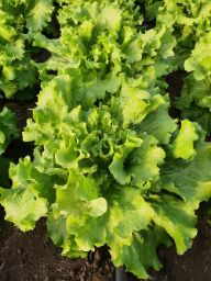 Rasaduri de Salata Verde Creata Fiyonk F1