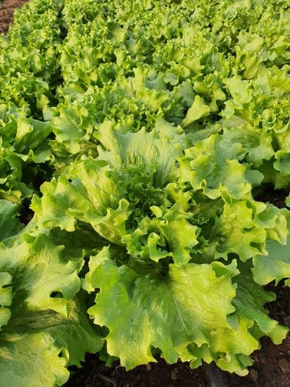 Poza cu Rasaduri de Salata Verde Creata Fiyonk F1