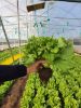 Poza cu Rasaduri de Salata Verde Creata Fiyonk F1