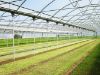 Poza cu Folie pentru solar 180 microni Pati Italia