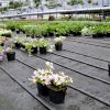 Poza cu Agrotextil GeoTerra 100 gr/mp