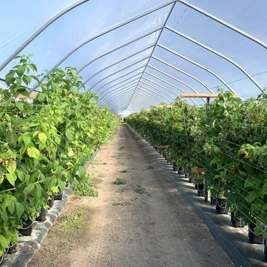 Poza cu FOLIE PLASTIKA KRITIS 3809 UV- DIFUZA PREMIUM, EVA 16m