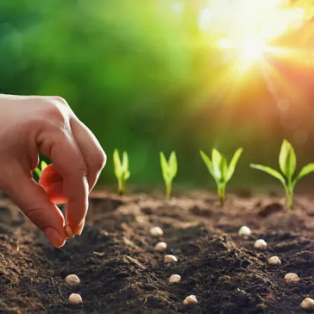 Poza pentru categoria Seminte de legume